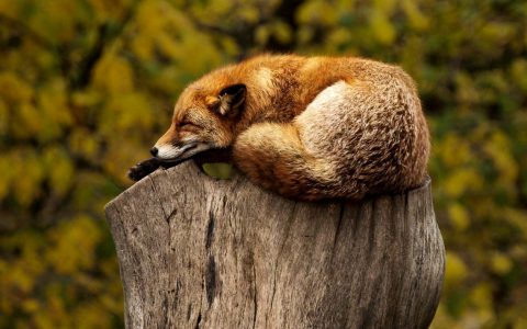 Fuchs in der Fasanerie