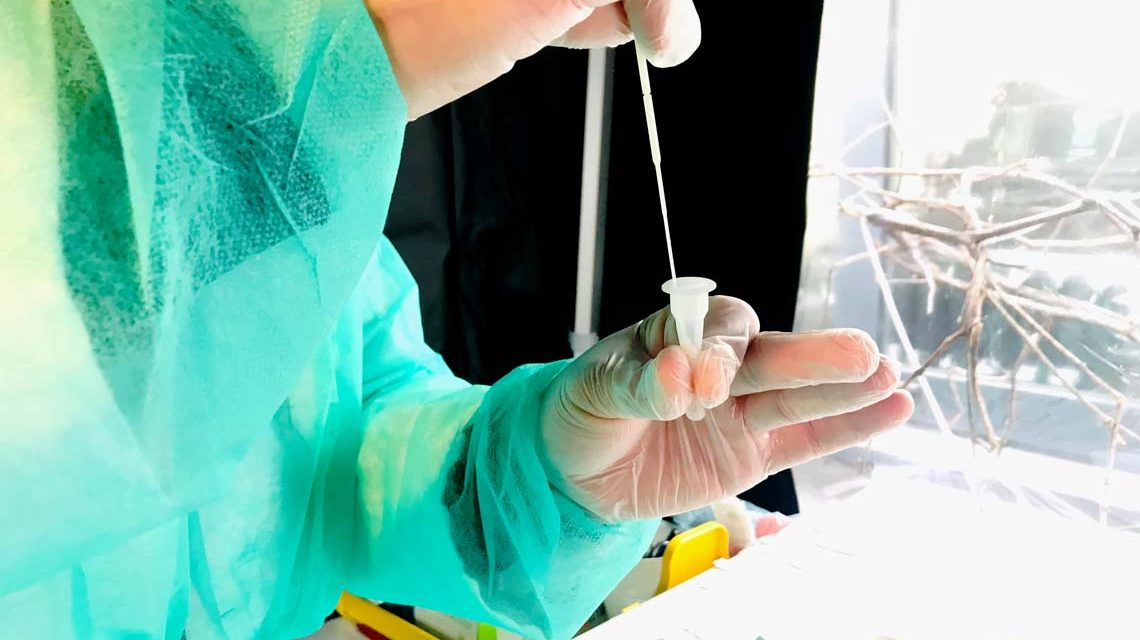 Apotheke: Schnelltest, der Tupfer wird eben in der Lösung gemäß den Vorgaben zehnmal nach rechts und dann nach links gedreht.