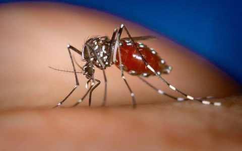 Tigermücke – James Gathany, CDC - Dieses Medium stammt aus der Public Health Image Library (PHIL), mit der Identifikationsnummer #4490 der Centers for Disease Control and Prevention.