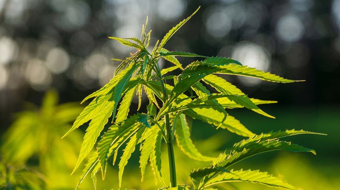 Canabis, Heilpflanze und Rauschmittel in einem. Als Canibidiol vollkommen legal.