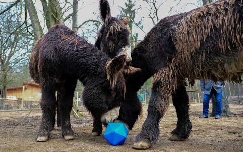 Esel-Anlage: Drei Poitou-Esel im Tier- und Pflanzenpark Fasanerie Wiesbaden