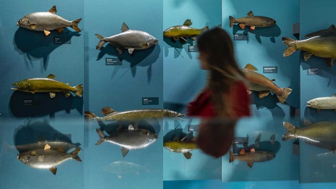 Aquarium, Fische, Besucher geht durchs Bild der Sonderausstellung. Freier Eintritt
