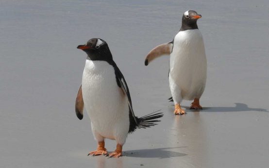 Fortbewegen wie Pinguine, Glatteis