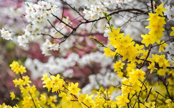 Der Frühling klopf at an, die zweite Jahreszeit des Jahres