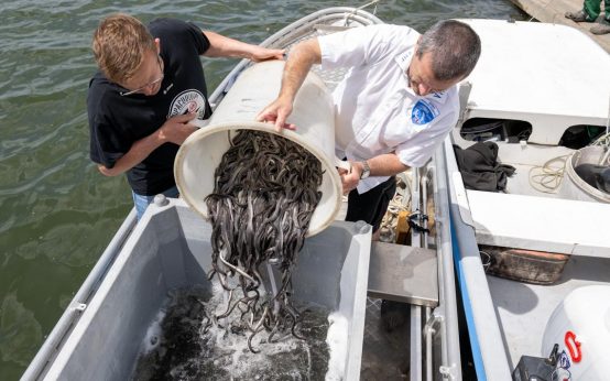 Land setzt Europäische Flussaale im Rhein aus