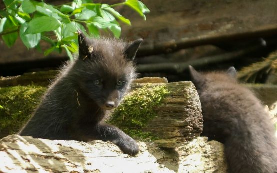Fuchs-Glück in der Fasanerie – Acht Welpen wirbeln durchs Gehege