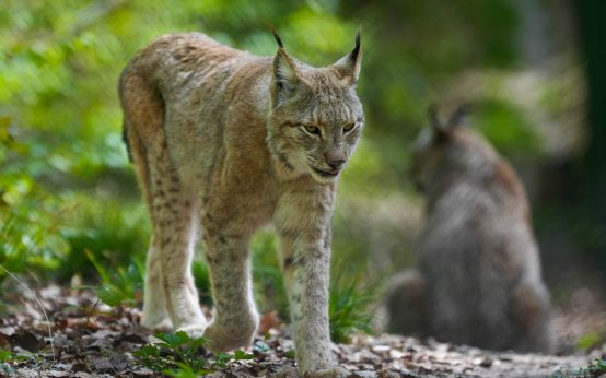 Luchs in der Fasanerie.