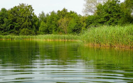 Zwischen Wald, Wasser und Wellen: Badeseen rund um Wiesbaden
