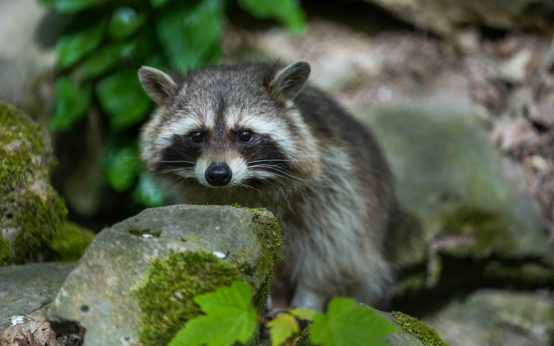 Waschbär im tier- und Pflanzenpark Fasanerie Wiesbaden