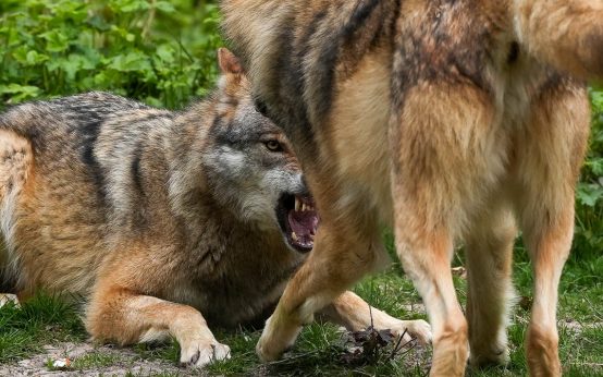 Wölfe im Wolfsgehege: Die Tierpatenschaft für einen eurasischen Wolf kostet 400 Euro im Jahr.