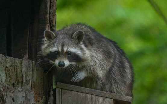 Waschbär in der Fasanerie.